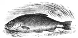 EB9 - Tench (Tinca tinca).png