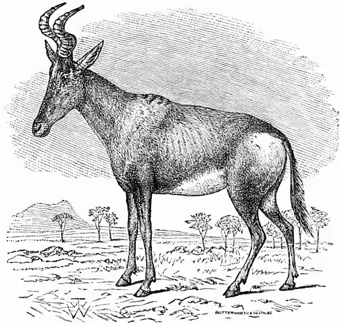 EB9 Harte-beest.jpg