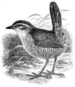 Tapaculo