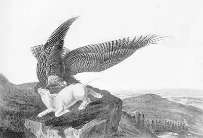 Eagle and Lamb - James Audubon.jpg