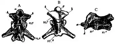 First two vertebrae of Necturus.jpg