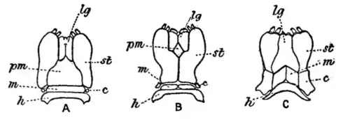 Gnathochilarium EB1911.png