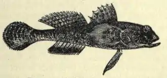 Gobius lentiginosus EB1911 vol.12 p.169.jpg