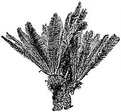 Gymnosperms4.jpg