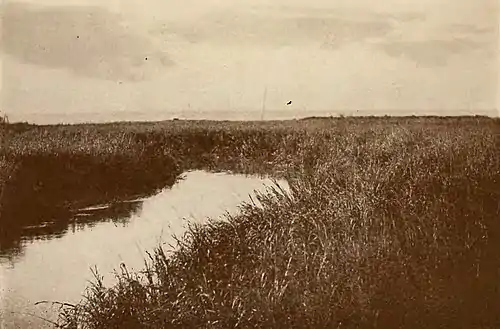 Hymns of the Marshes (page 61 crop).jpg