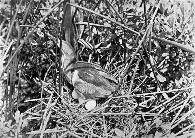 Least bittern on nest (Bird-Lore).png