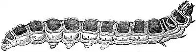 Lepidoptera8b.jpg