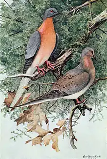 Mershon's The Passenger Pigeon (frontispiece, crop).jpg