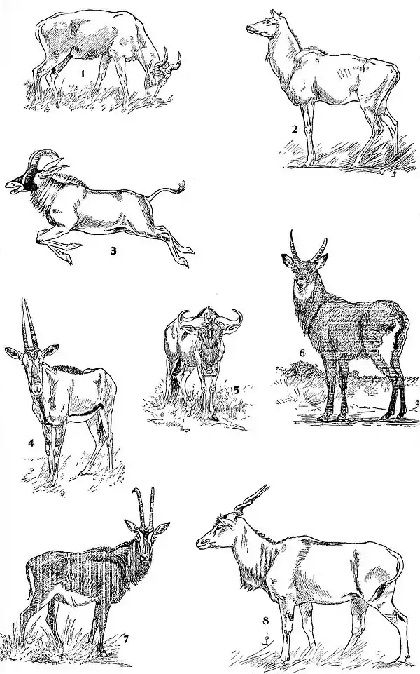 NIE 1905 Antelope - antelopes.jpg