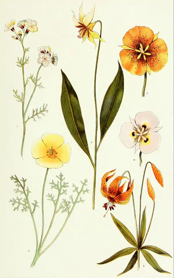 NIE 1905 California - flora.jpg