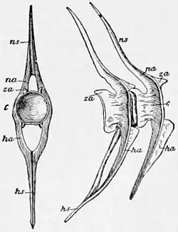 NIE 1905 Fish - bony fish vertebra.jpg