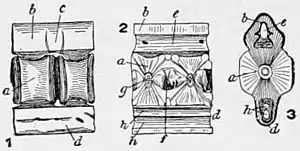 NIE 1905 Fish - cartilaginous fish vertebra.jpg