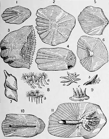 NIE 1905 Fish - scales.jpg