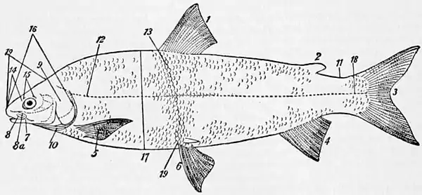 NIE 1905 Fish - topography.jpg