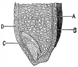 NIE 1905 Flour - wheat grain section.jpg