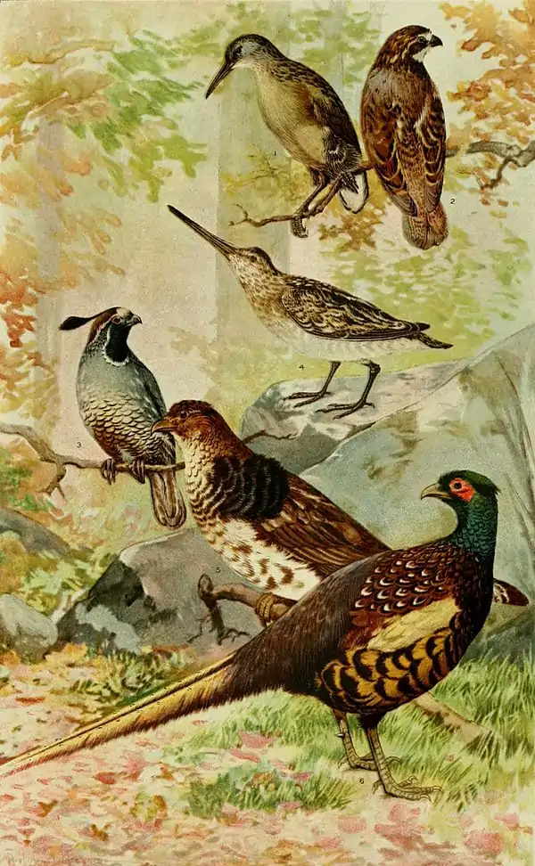 NIE 1905 Grouse - Common Game Birds.jpg