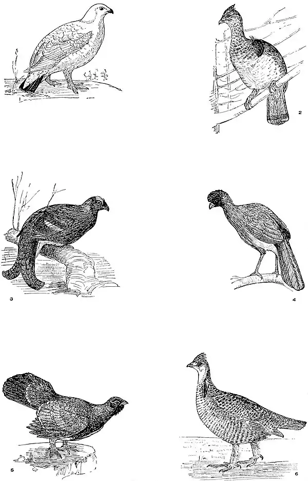 NIE 1905 Grouse - Grouse, Etc.jpg