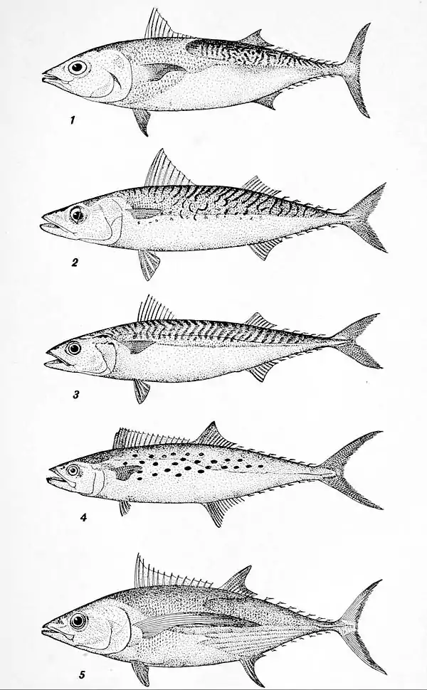 NIE 1905 Mackerel.jpg