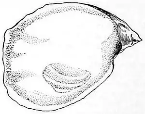 NIE 1905 Oyster - Pacific Coast oyster.jpg