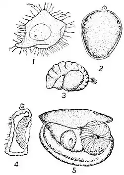 NIE 1905 Oyster - development.jpg