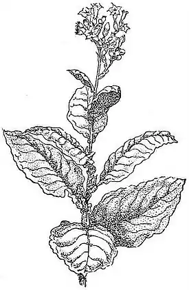 NIE 1905 Tobacco.jpg