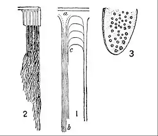 NIE 1905 Whale - structure of whalebone.jpg