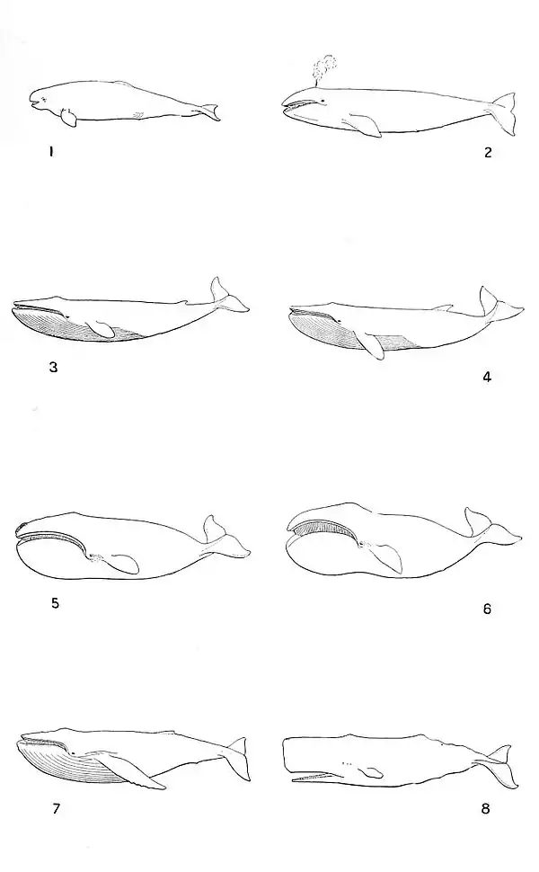 NIE 1905 Whale - whales.jpg