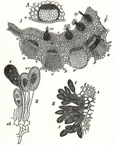 NSRW Aecidiomycetes.png