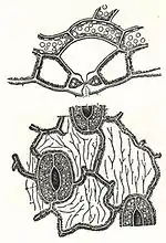 NSRW Stomata and Leaf.jpg