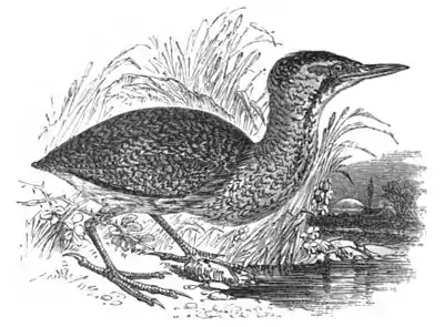 Common Bittern