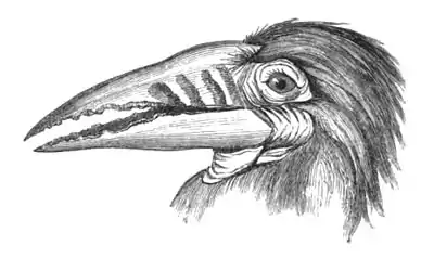 Head of Buceros Nipalensis