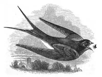 Chimney Swallow