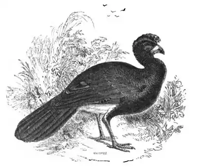 Crested Curassow