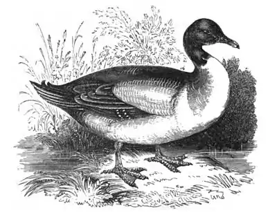 Duck