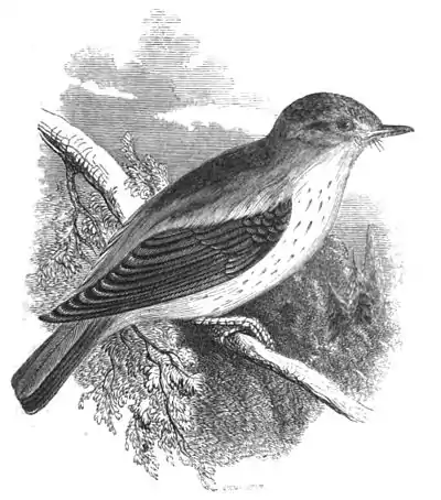 Spotted Flycatcher