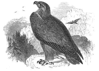 Golden Eagle