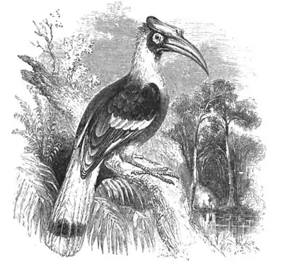 Hornbill