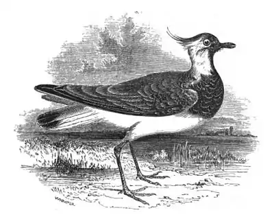 Lapwing