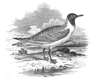 Laughing Gull