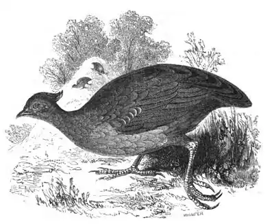 Mound-raising Megapodius