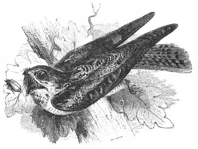 Nightjar