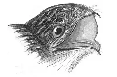 Head of Nyctibius jamaicensis