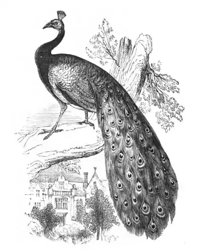 Peacock