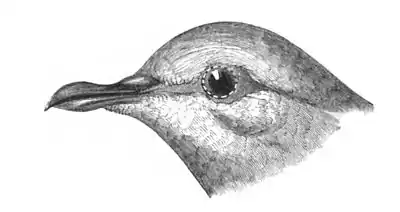 Head of Pigeon