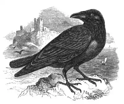 Raven