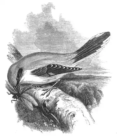 Grey Shrike