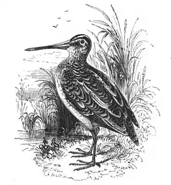 Common Snipe