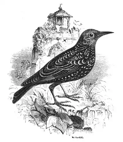 Starling