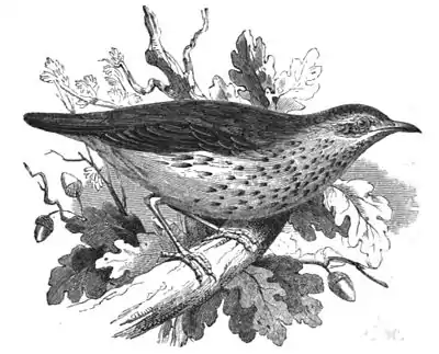 Song-thrush