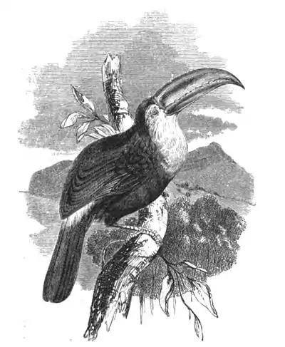 Keel-beaked Toucan